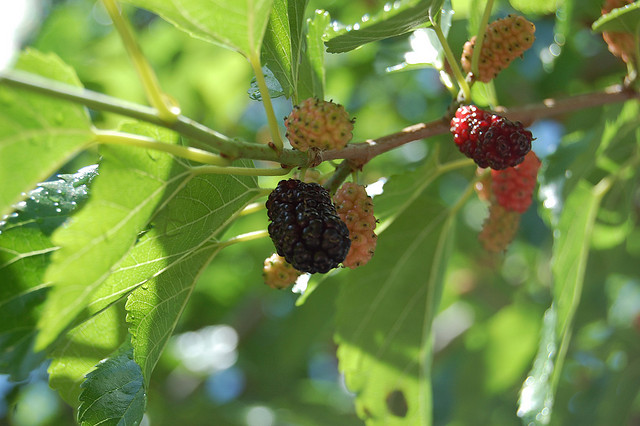Mulberry May Help with Weight Management