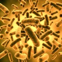 Probiotics may Increase Metabolism and Decrease Body Weight