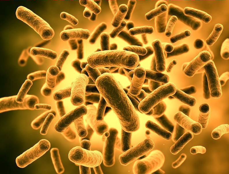 Probiotics may Increase Metabolism and Decrease Body Weight